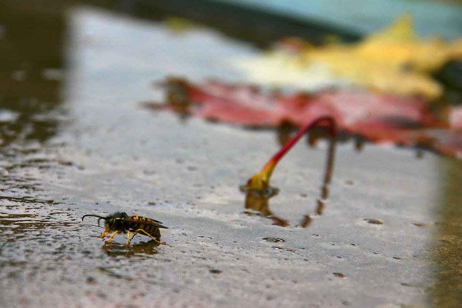 Осенний хлеб