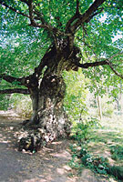 Разговор с вязом