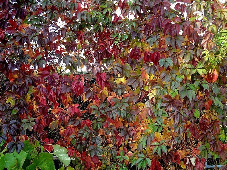 Ты ль звала