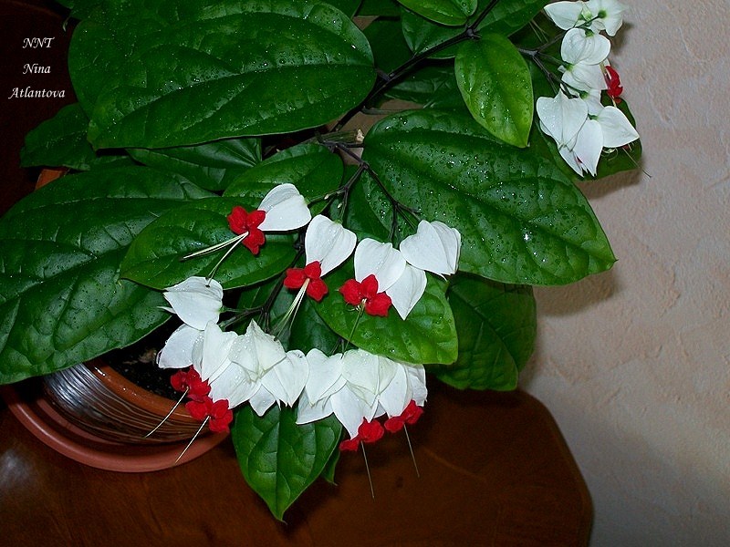 Сразу замолчит