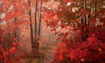 Осенний парадиз