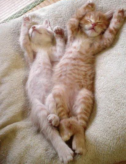 Котята. Тяжёлая работа