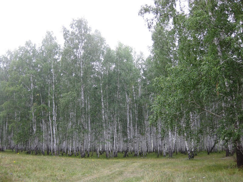 Песнь звучит у берез белоснежных