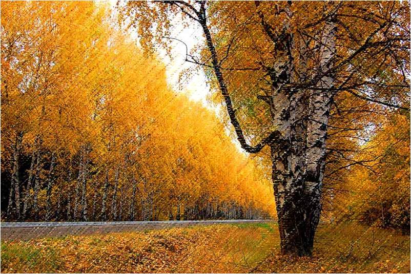 Картинки Осень Золотая Дождь