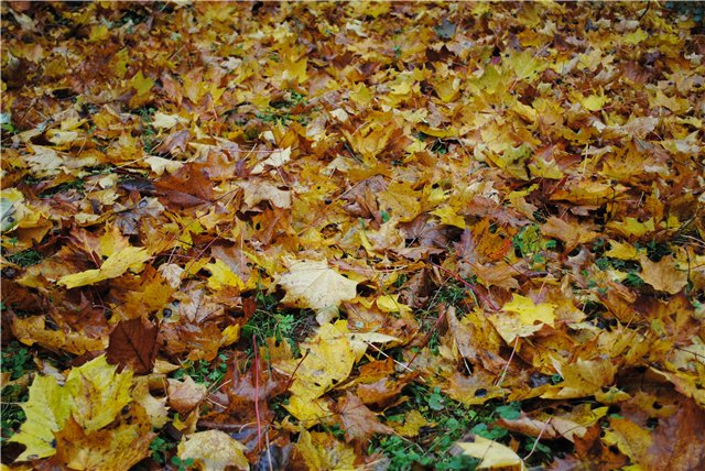 Шуршащую листву. Шуршание осенних листьев. Пошуршать листвой. Шуршащую листву. Шуршащую листву.