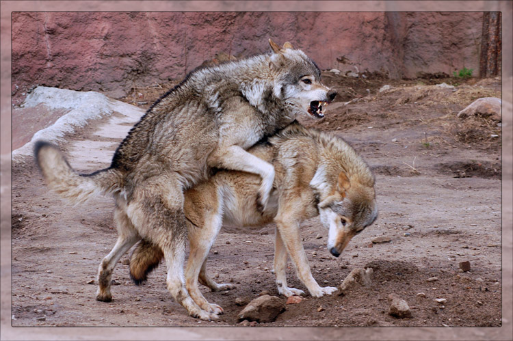 Pin de Fernando Diaz Martínez en Naturaleza Lobo y mujer, Fotografía de cuerpo,