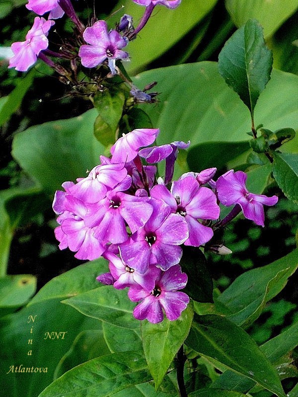 Цвет лиловый и цветочек