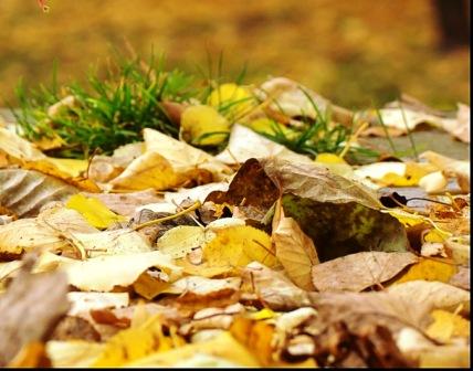 Под осенним одеялом