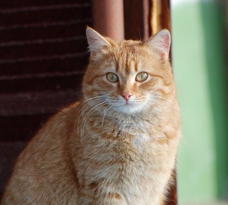 Кот в Одесском зоопарке