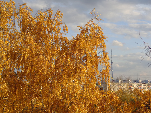 Подруженька берёзка! фото автора