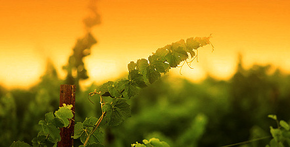 Виноград и...