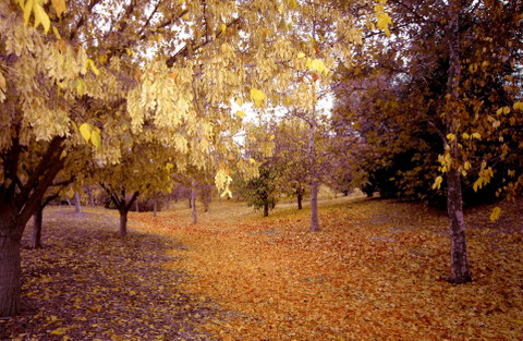 Терпкий запах осени
