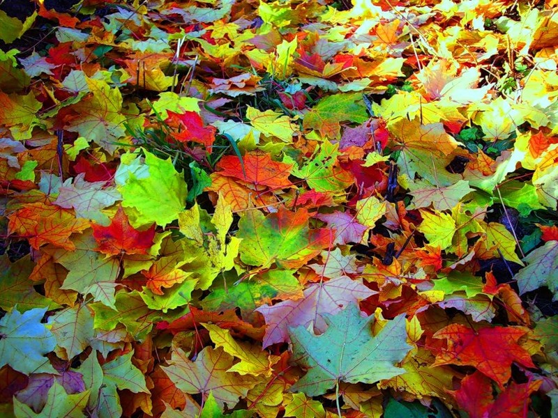 Стрела предательства