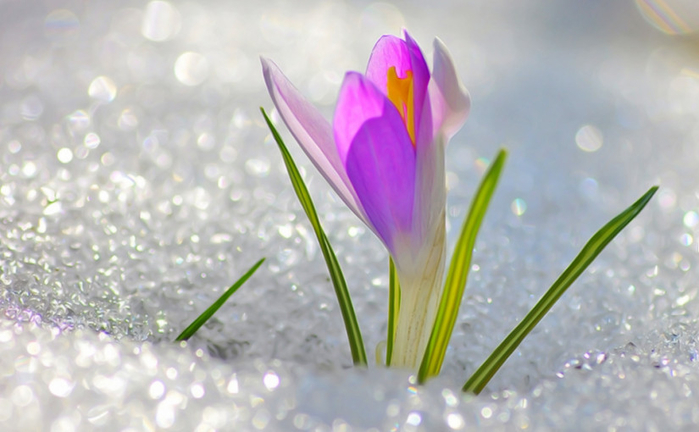 Уходит прочь зима. Окончены мученья