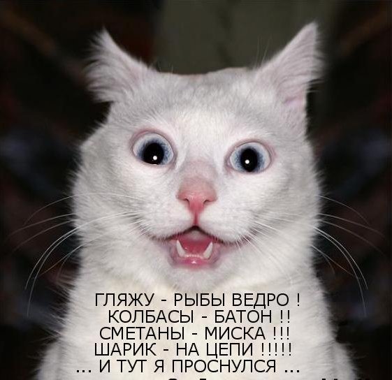 4 тур Байки дворового кота Голосование!!!