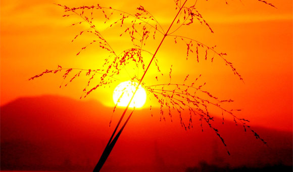 медова тиша