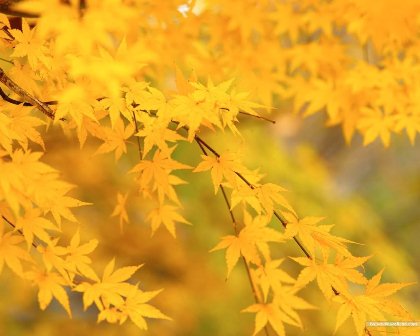 Проходят дни