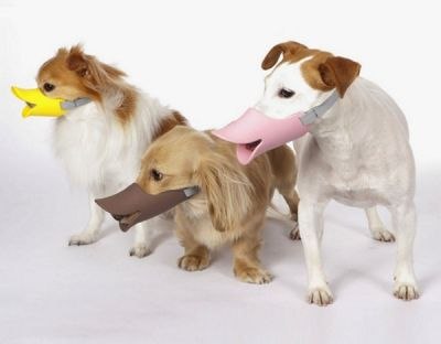 Мы не утки, а собаки...