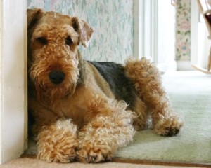 Ромчику - Ромми... моей собаке эрдельтерьеру