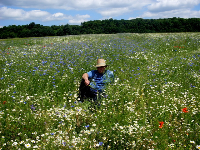 Мы все как в поле васильки