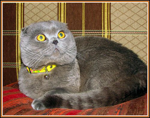 Покупки для Боськи