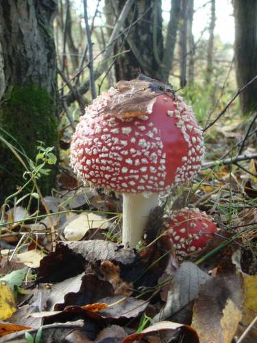 Грибами пахнет мягкий мох