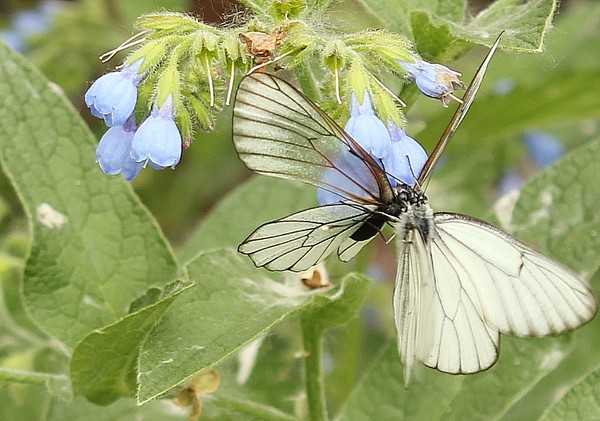 растут крылья