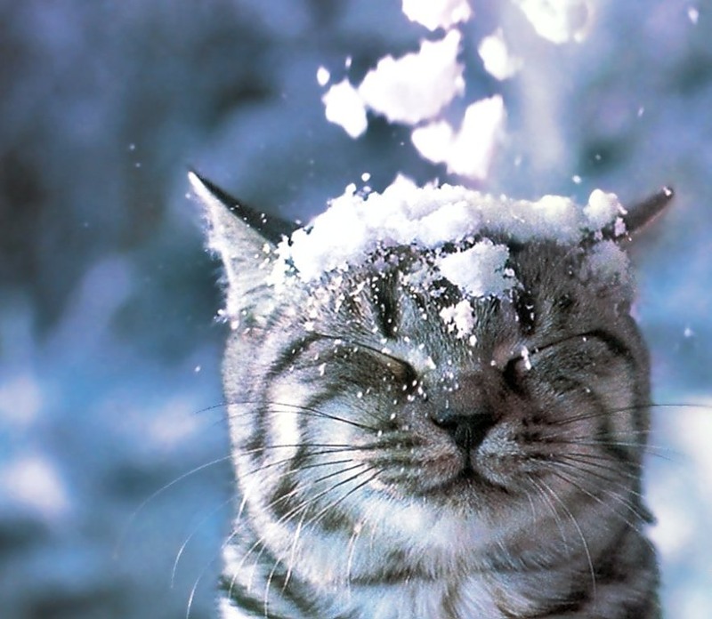 Первый снег. Снежком засыпала метель