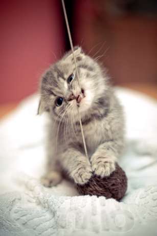 У Пушка игрушек много