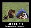 утренний лев