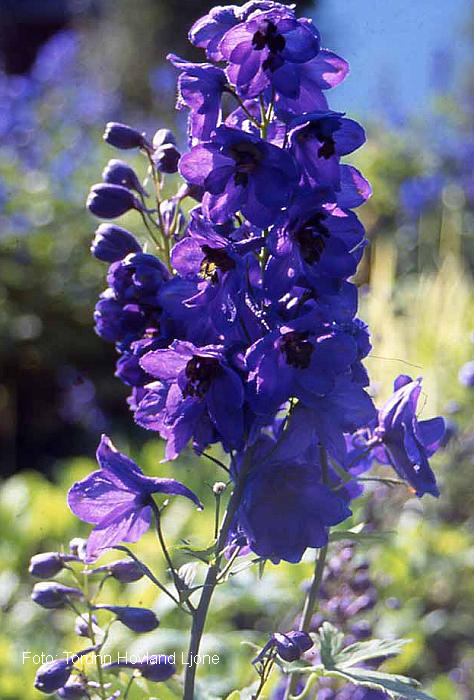 Романс об Утраченном...