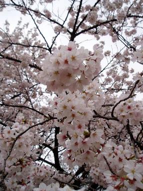 Волшебство сакуры