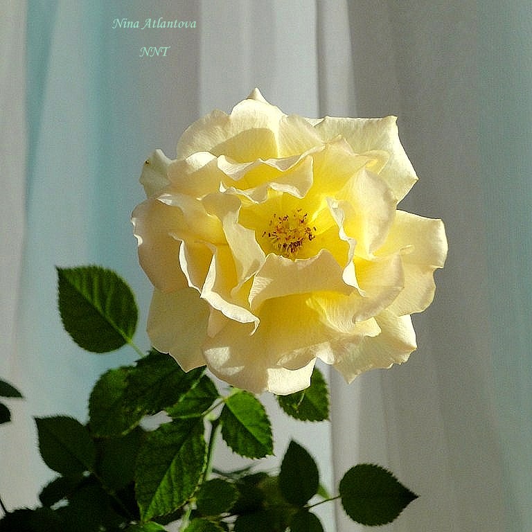 Смотрю с надеждой