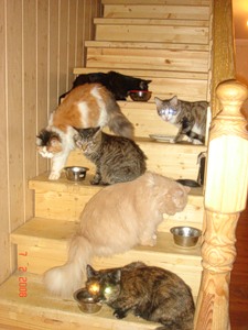 Игра в кошки