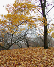 Поймаю осень