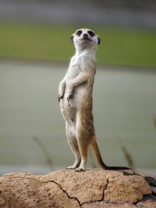 Минутные зарисовки Наполеон