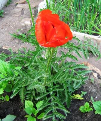 Пусть грустинки выльются в окно