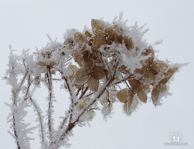 Причуды Зимы