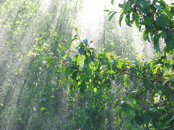 Любви весенний дождь