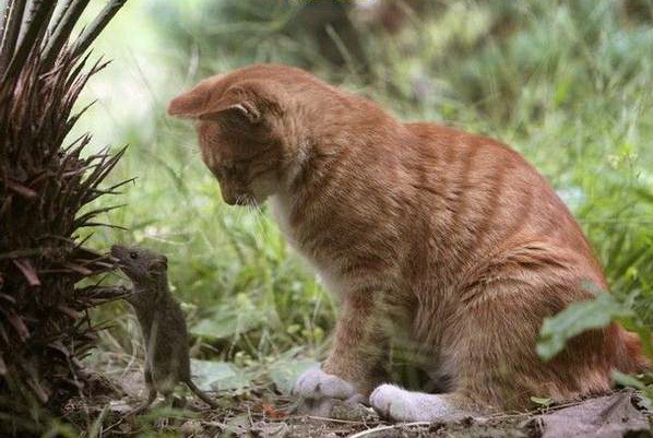 Кошка. Мышка. Последний завтрак