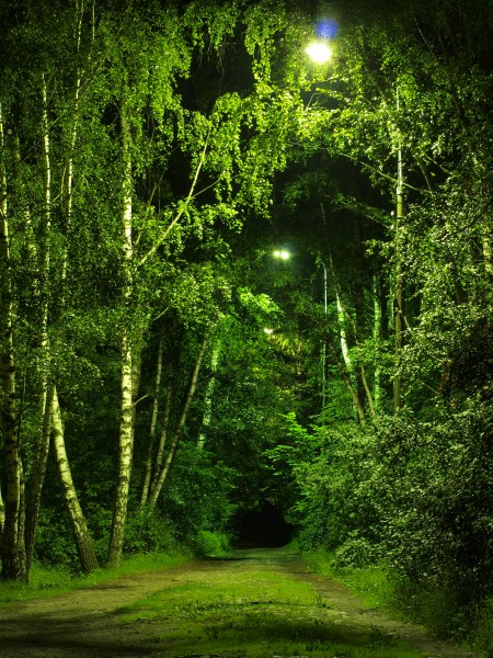 Летом ночью в лесу