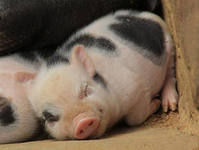 Оно Все Греховно, В Конечности