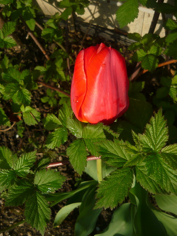 Плыл за окнами алый цвет