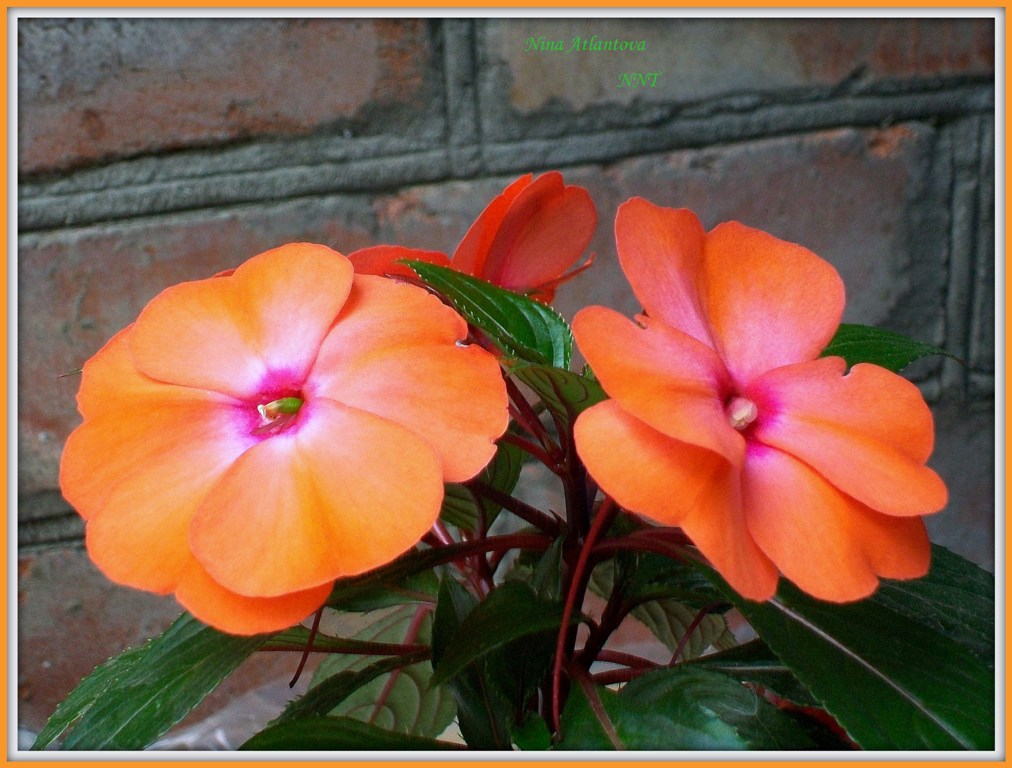 Весенние цветы