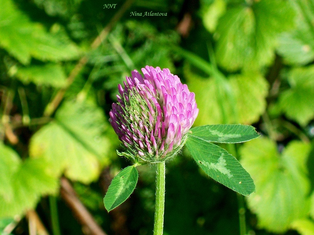 Сегодня счастлив я