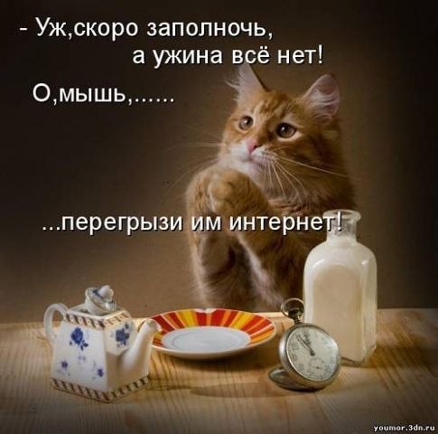 Вы покормить их люди не забыли?