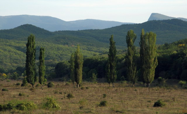 Тополиная любовь