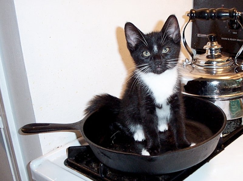 3 кота готовим. Кот в сковороде. Кот НК сковородке. Кот в кастрюльке. Котенок на сковороде.