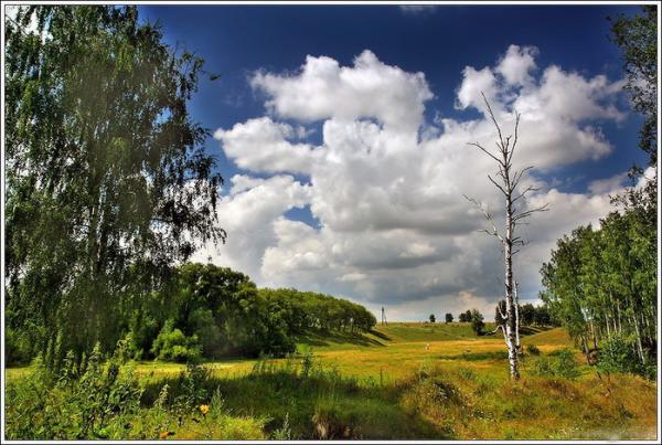 Берёзовый ливень волос
