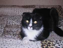 Мой котёнок